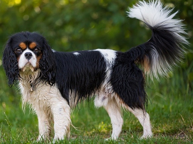 Cavalier King Charles Spaniel Puppies and Dogs for sale